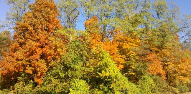 Colorful autumn trees with vibrant foliage under a clear blue sky.